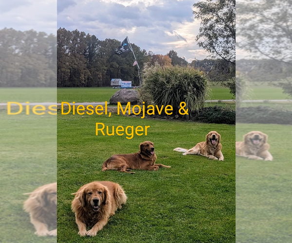 Medium Photo #11 Golden Retriever Puppy For Sale in WEST MIDDLESEX, PA, USA