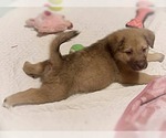 Small #2 Mutt