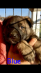 Small Photo #38 German Shepherd Dog Puppy For Sale in BROOKEVILLE, MD, USA