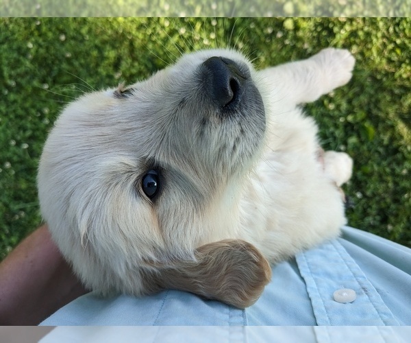 Medium Photo #36 Golden Retriever Puppy For Sale in WOOSTER, OH, USA