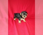 Small #24 Yorkshire Terrier