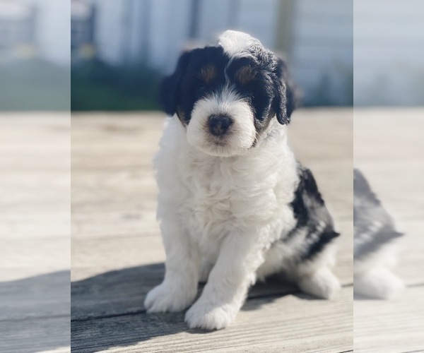 Medium Photo #3 Aussie-Poo Puppy For Sale in MAZEPPA, MN, USA