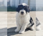 Small Photo #3 Aussie-Poo Puppy For Sale in MAZEPPA, MN, USA