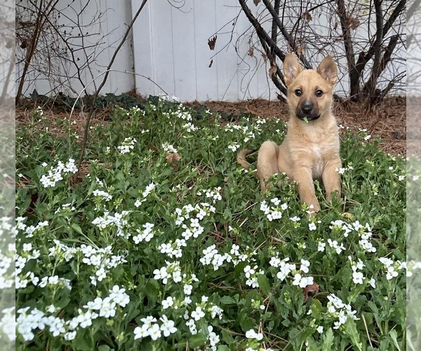 Medium Photo #1 German Shepherd Dog-Unknown Mix Puppy For Sale in MIDWAY, UT, USA