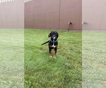 Small #3 Mutt