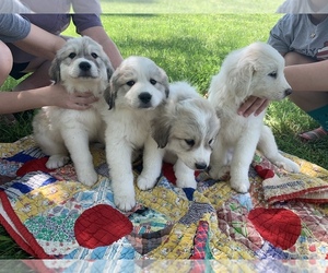 Great Pyrenees Puppy for sale in HARTFORD, KY, USA