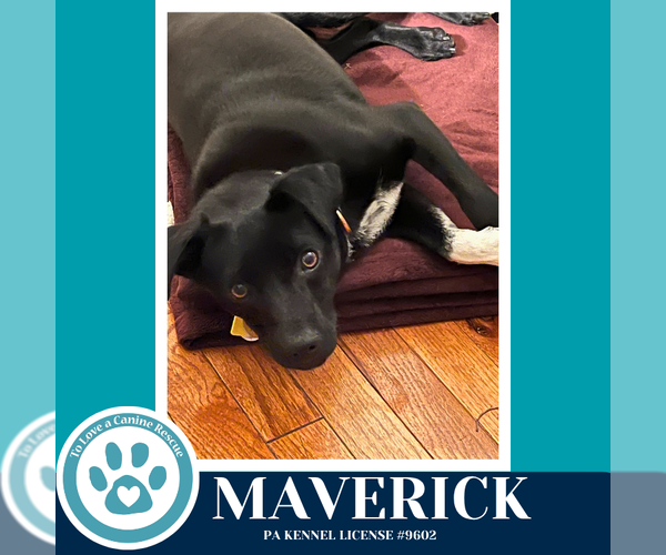 Medium Photo #4 Feist Terrier-Unknown Mix Puppy For Sale in Kimberton, PA, USA