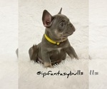 Small Photo #9 French Bulldog Puppy For Sale in LEHIGH ACRES, FL, USA