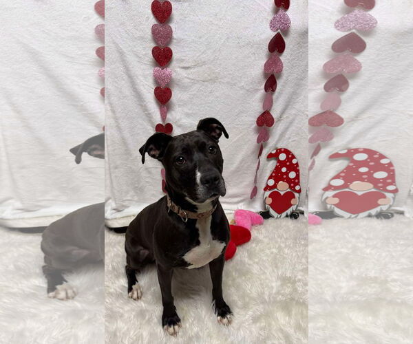 Medium Photo #3 American Pit Bull Terrier-Unknown Mix Puppy For Sale in Germantown, OH, USA