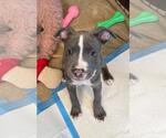 Small #2 Mutt