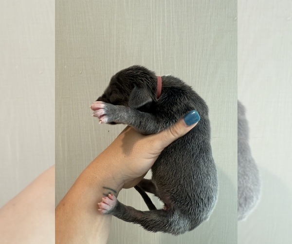 Medium Photo #46 Great Dane Puppy For Sale in HALLETTSVILLE, TX, USA