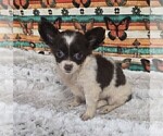 Small #17 Chihuahua