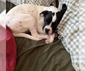 Dottie - Female Lab-Pointer Dog for Adoption - Photo #4