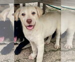 Small #1 Labrador Retriever Mix