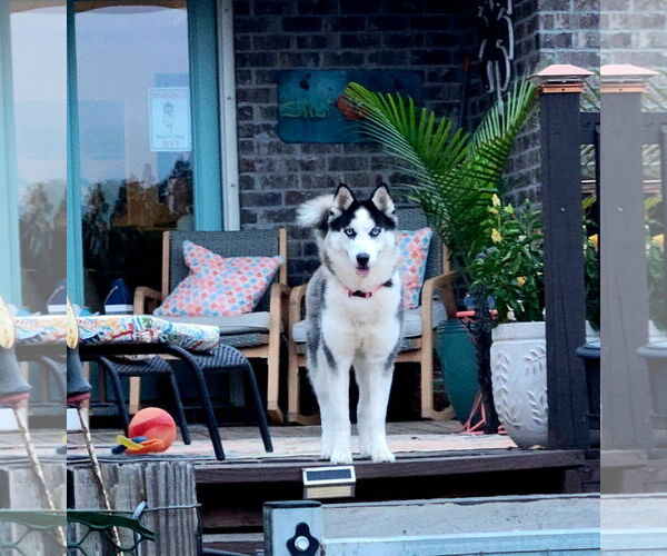 Medium Photo #5 Siberian Husky Puppy For Sale in Scottsboro, AL, USA