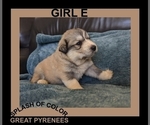 Small Photo #2 Great Pyrenees Puppy For Sale in CHARLOTTE, MI, USA