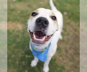 American Staffordshire Terrier-Unknown Mix Dogs for adoption in San Antonio, TX, USA