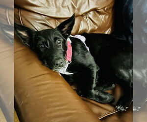 Mutt Dogs for adoption in Mundelein, IL, USA
