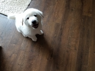 Great Pyrenees-Huskimo Mix Puppy for sale in COTTAGE GROVE, MN, USA