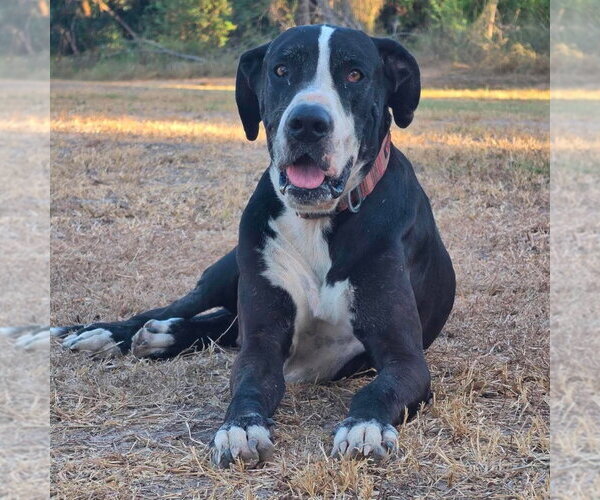 Medium Photo #1 Great Dane Puppy For Sale in Bullard, TX, USA