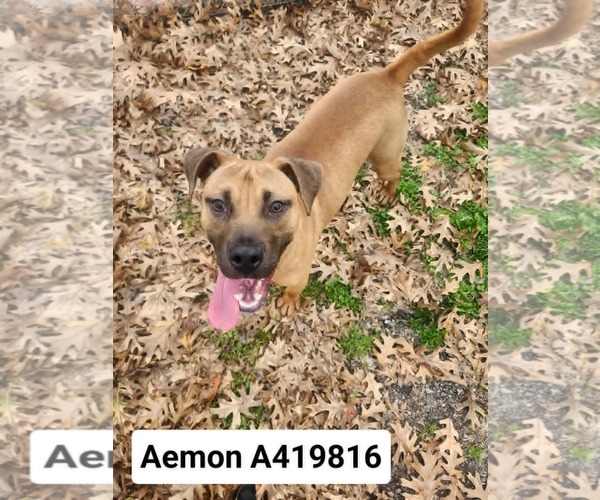 Medium Photo #2 Boxer-Unknown Mix Puppy For Sale in Conroe, TX, USA