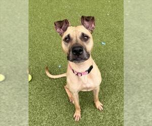 *GEORGIA - Female Boxer Dog for Adoption - Photo #2