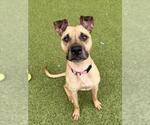 Small Photo #2 Boxer Puppy For Sale in Derwood, MD, USA