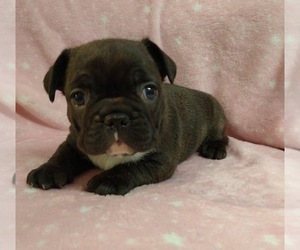 French Bulldog Puppy for sale in JOHNS ISLAND, SC, USA