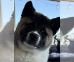Small #10 Akita