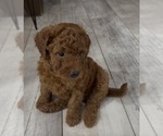 Puppy 5 Golden Retriever-Poodle (Toy) Mix