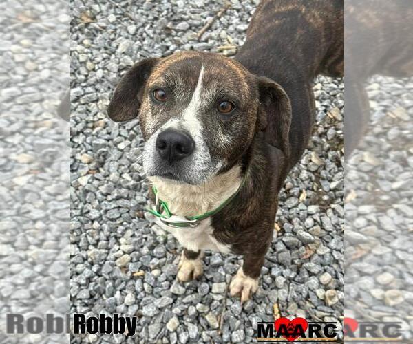 Medium Photo #5 Mutt Puppy For Sale in Maryville, TN, USA