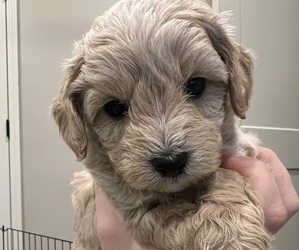 Cavapoo Puppy for Sale in BIGGERS, Arkansas USA