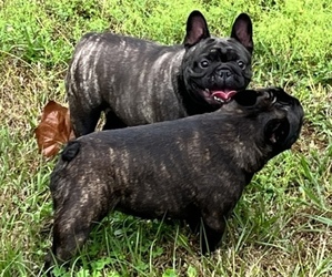 French Bulldog Puppy for sale in DADE CITY, FL, USA