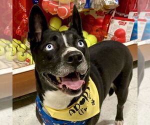 Mutt Dogs for adoption in San Juan Capistrano, CA, USA