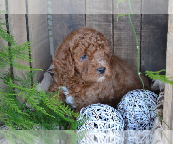 Medium Photo #3 Cavapoo mix (+ Poodle Miniature) Puppy For Sale in GREENWOOD, WI, USA