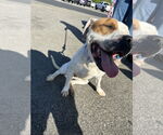 Small #1 American Pit Bull Terrier-American Staffordshire Terrier Mix