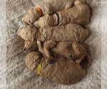 Small Photo #8 Goldendoodle Puppy For Sale in CITRUS HEIGHTS, CA, USA