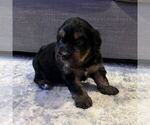 Puppy Gomez Australian Mountain Dog