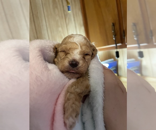 Medium Photo #8 Cavapoo Puppy For Sale in LAFAYETTE, TN, USA