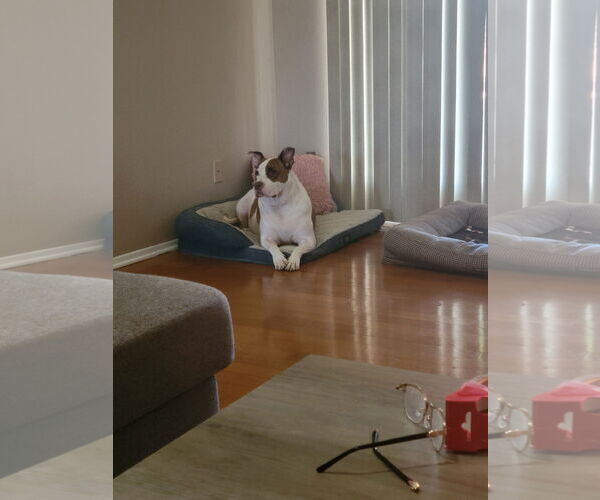 Medium Photo #3 American Pit Bull Terrier-Unknown Mix Puppy For Sale in Chandler, AZ, USA