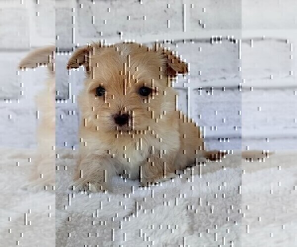 Medium Photo #14 Morkie Puppy For Sale in WEST PALM BEACH, FL, USA