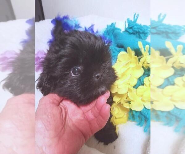 Medium Photo #2 Shih Tzu Puppy For Sale in HOLLY, MI, USA