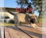 Small Photo #3 German Shepherd Dog Puppy For Sale in GARDEN CITY, TX, USA