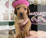 Small Photo #5 Labrador Retriever Puppy For Sale in GORDONSVILLE, VA, USA