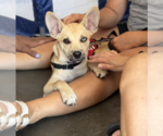 Small #1 Siberian Husky Mix