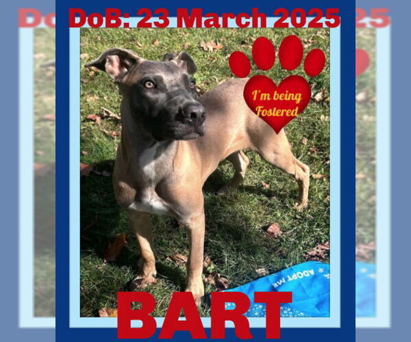 Medium Photo #1 Mutt Puppy For Sale in Sebec, ME, USA