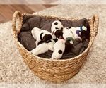 Small Photo #1 German Shorthaired Pointer Puppy For Sale in CHEYENNE, WY, USA