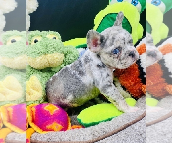 Medium Photo #8 French Bulldog Puppy For Sale in BELLVIEW, TX, USA