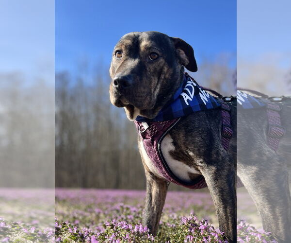 Medium Photo #4 Mutt Puppy For Sale in Crandall, GA, USA