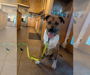 Chipper - Male Black Mouth Cur-Boxer Mix Dog for Adoption - Photo #3